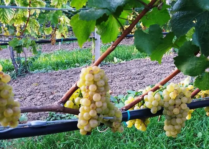 Szent Marton Vendeghaz *